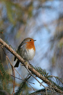 06-2685 Robin (Erithacus rubecular)